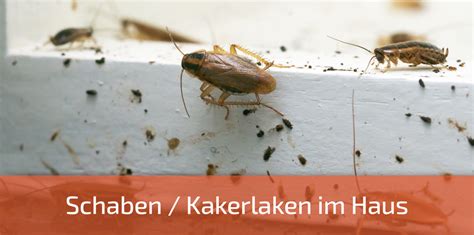 kakerlaken|Informationsblatt Schaben / Kakerlaken